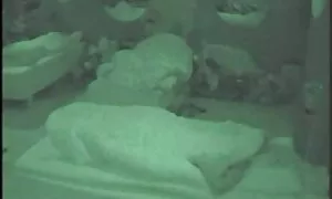 वयस्क, आकर्षक महिला, काले बाल हिंदी सेक्स हॉट मूवी वाली, एच. डी., मूठ मारना, अकेले, मोज़ा, खिलौने, लिंग
